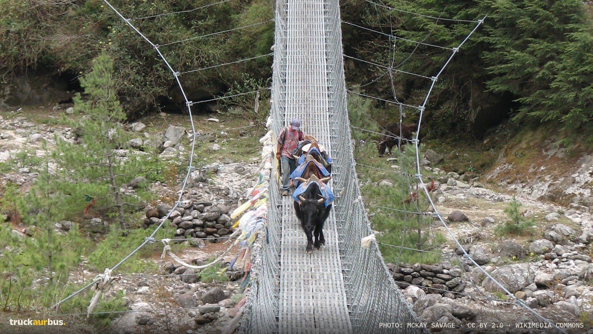 Nepal - Sagamartha Trek - 016 - waiting for yaks